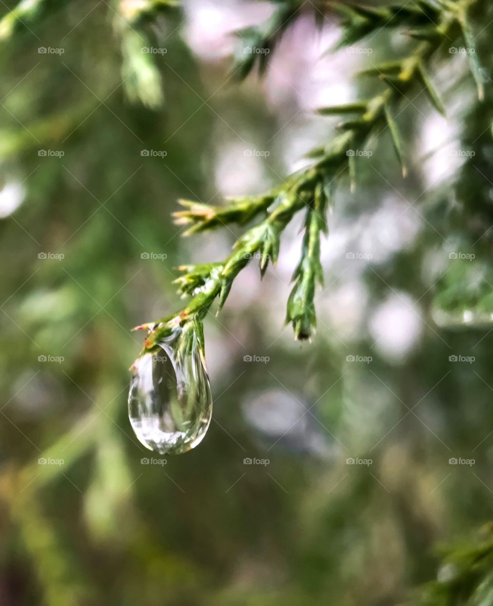 Raindrop on the evengreen branch