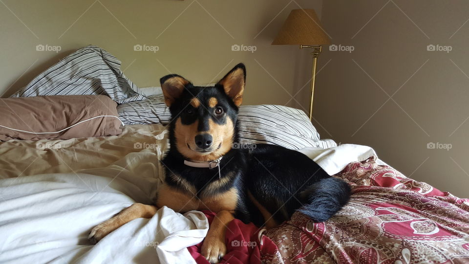 Dog on the bed.