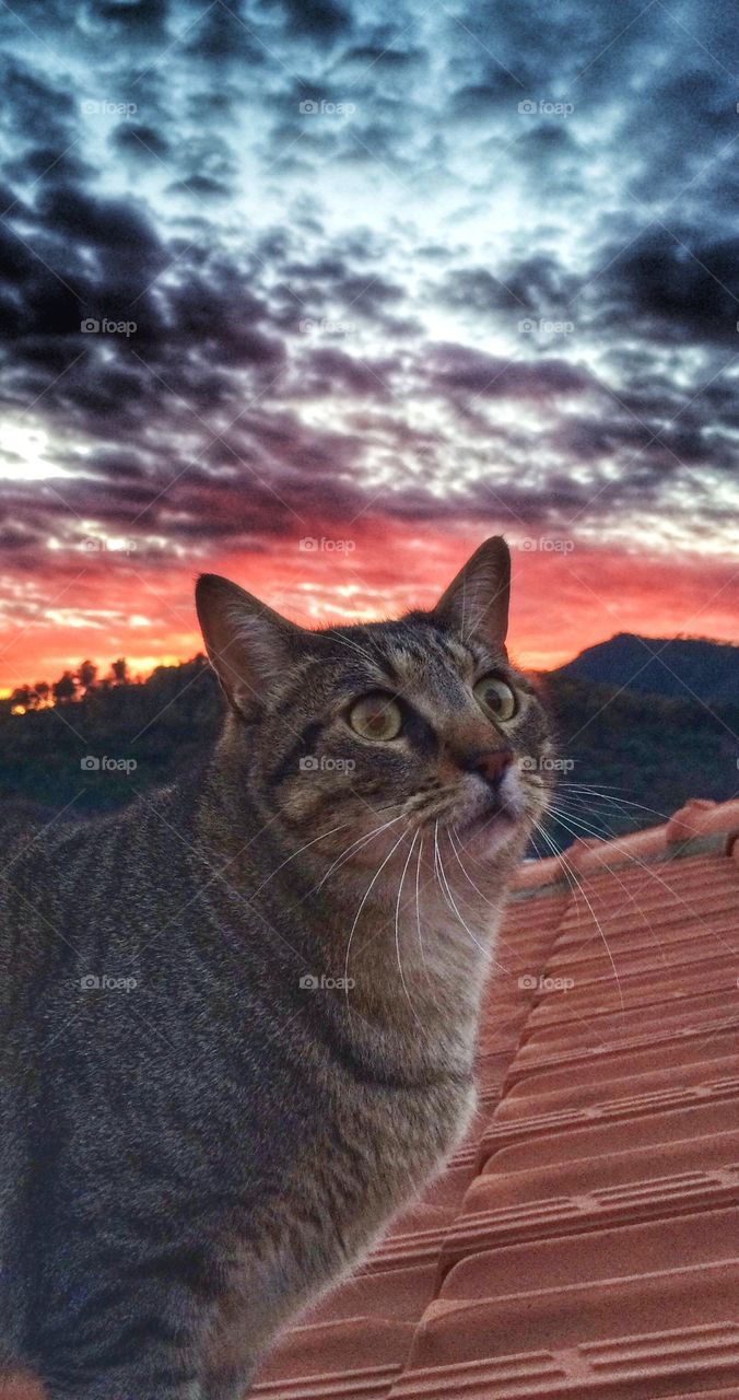 Cat at Sunset
