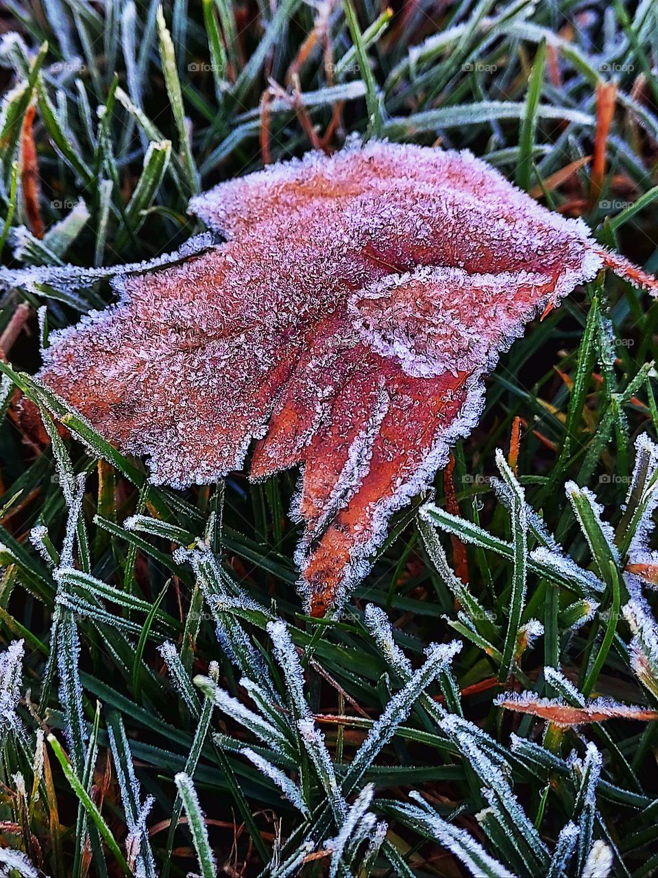 Early morning frostiness on a fallen leaf and blades of grass.