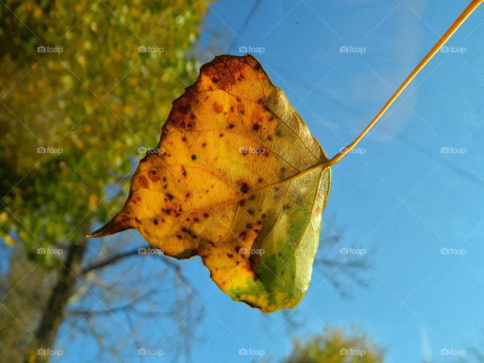 Осенний лист