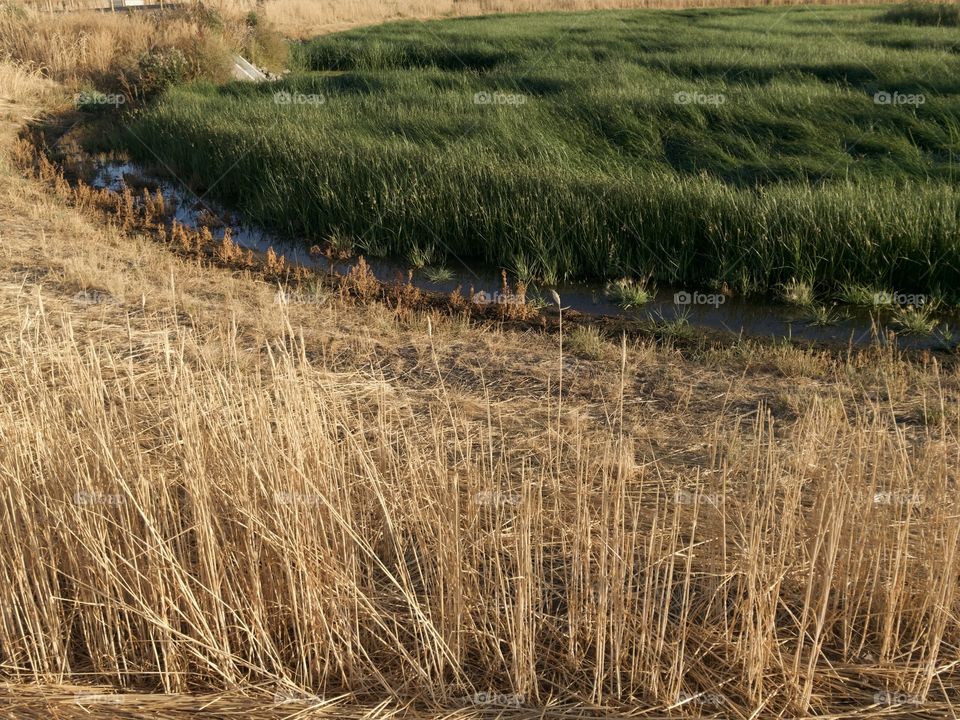 A lush green field amid dried reeds in a wildlife park outside of Prineville in Central Oregon on a beautiful fall evening. 