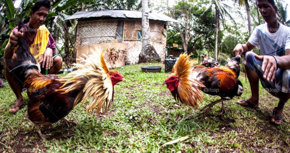 culture philippines gambling cocks by paulcowell