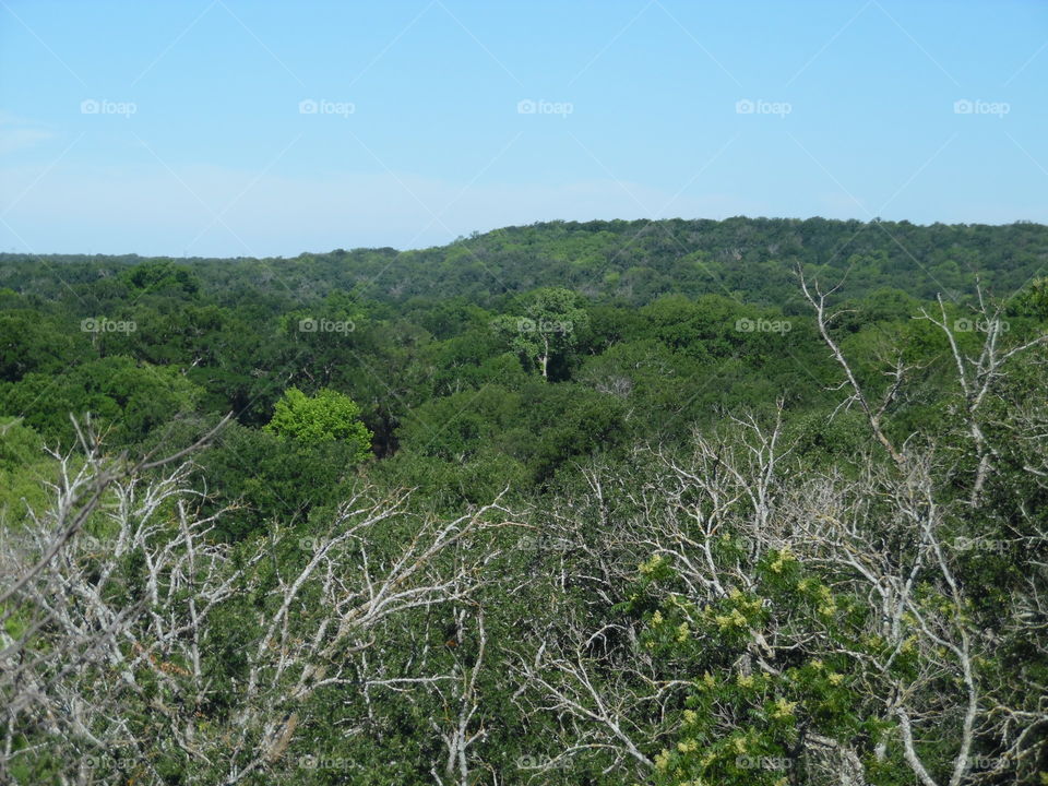 east Texas. i took this picture standing on a slab of concrete where a building once stood