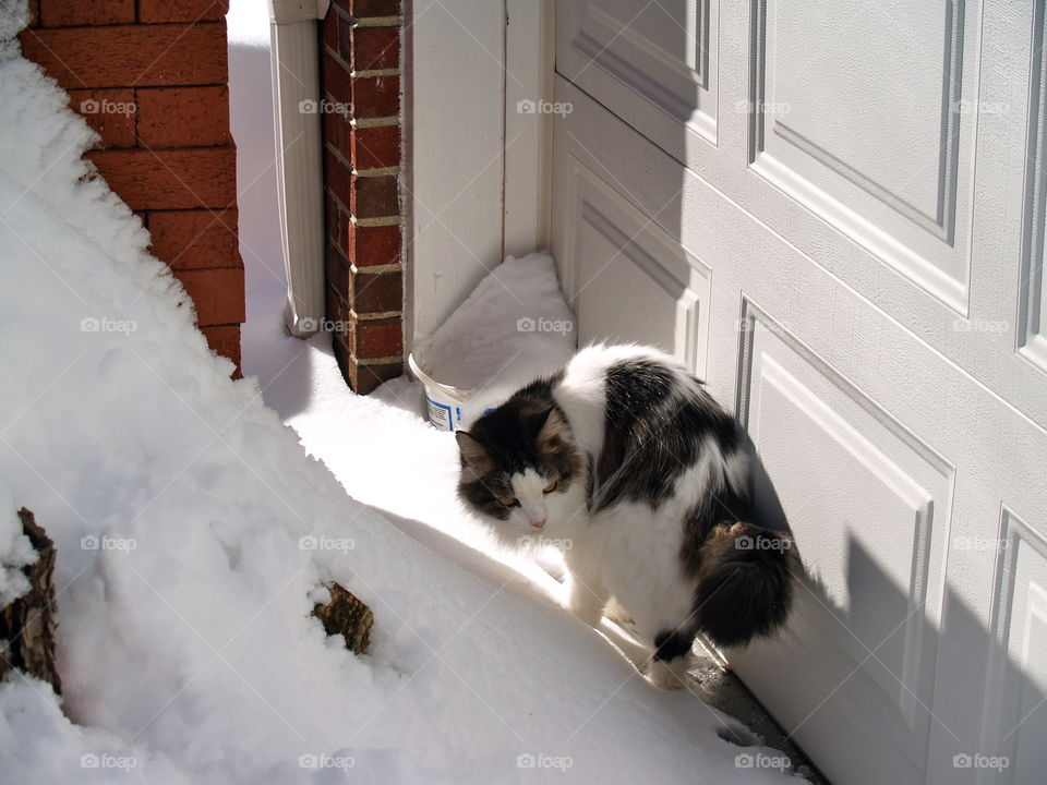 Window, Winter, Snow, Mammal, Portrait