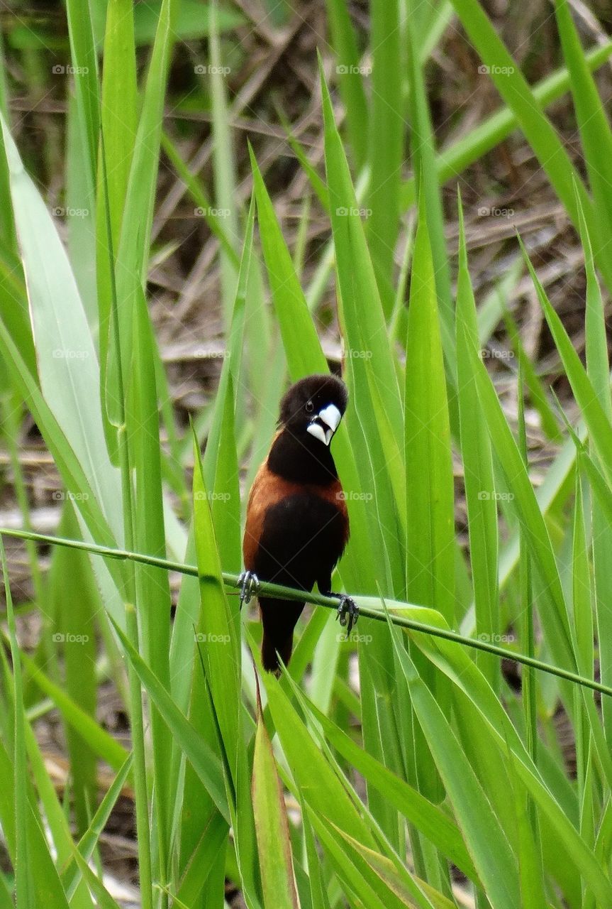 Bird on a grass