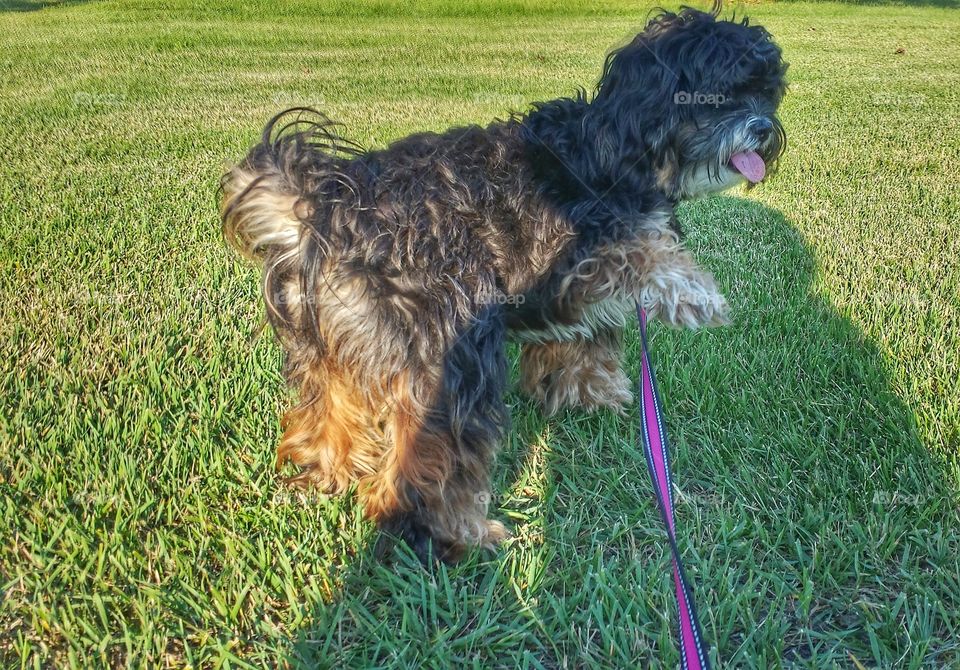 Zanna in my Shadow. Untangling Leash