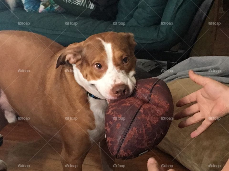 Beautiful rescue pitbull with a football 🏈