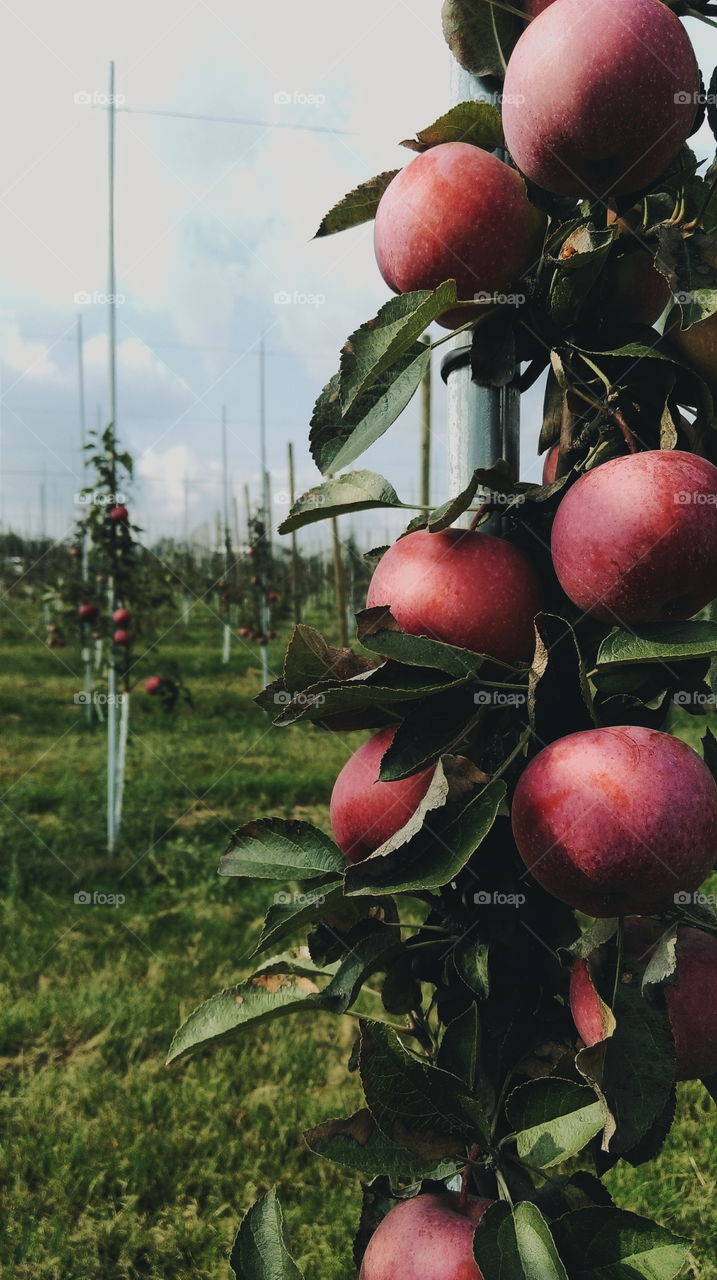 Apple orchard