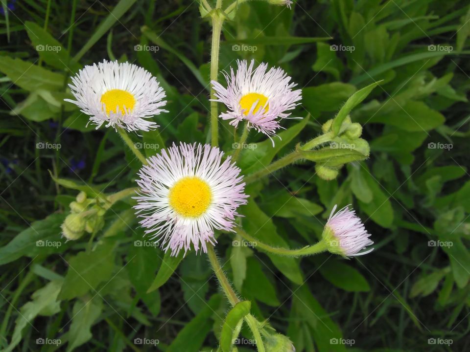 Frazzled daisies
