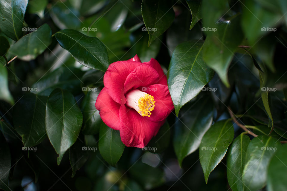Camellia 