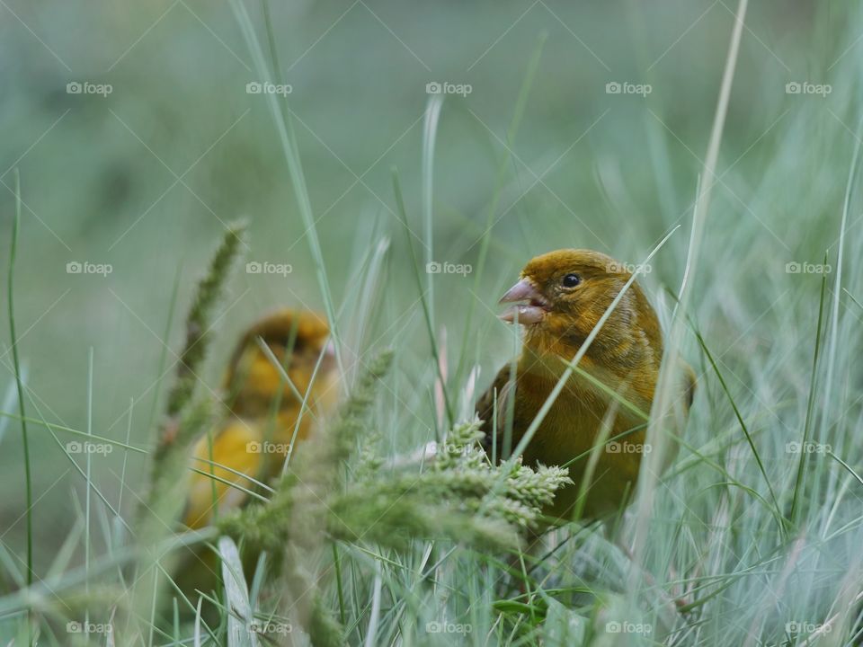 Canary birds perching in grass