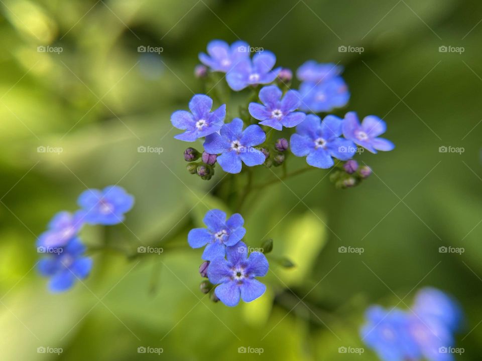 Forget-me-nots