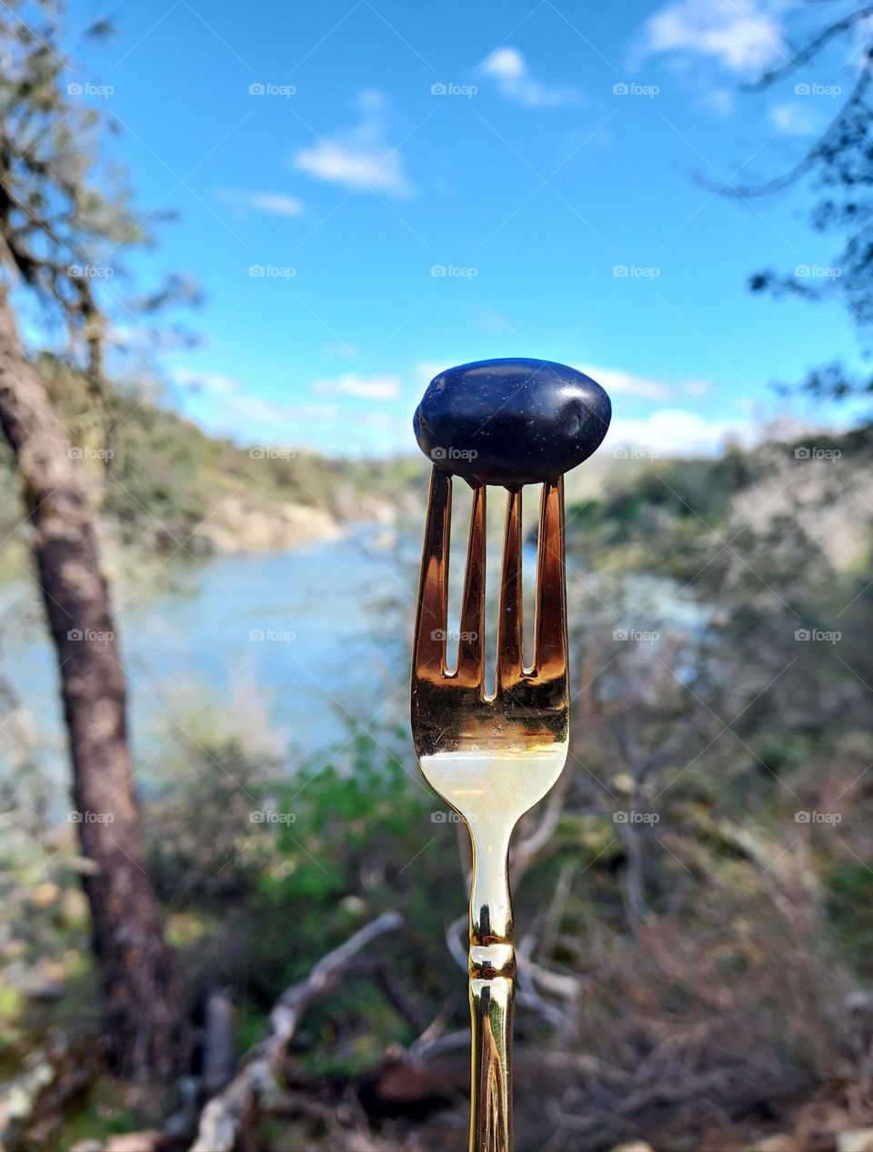 No ordinary fork, nature fork in the great outdoors