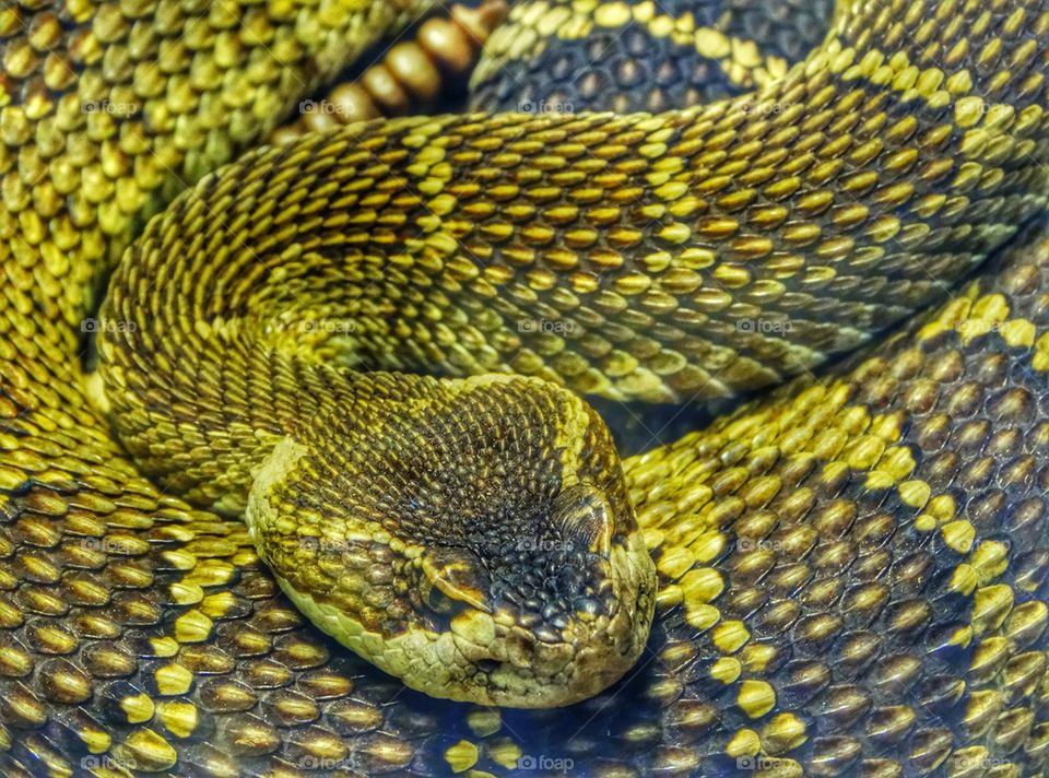 American rattlesnake