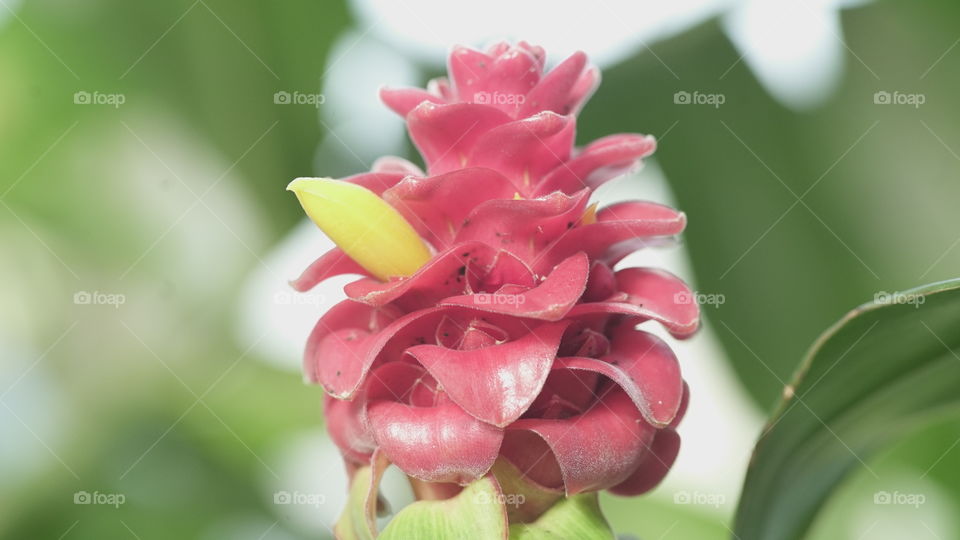 Pink pinecone 