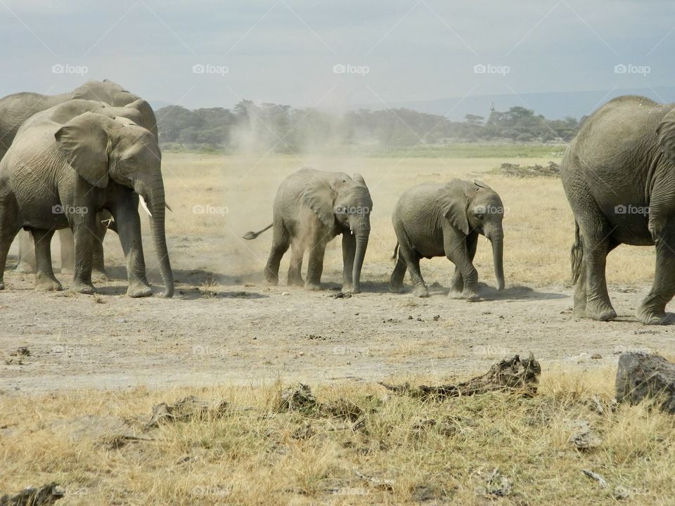 Elephant train in Kenya 