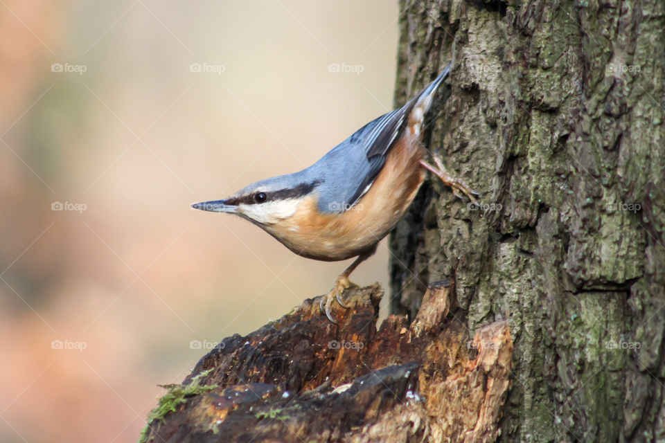 Nuthatch