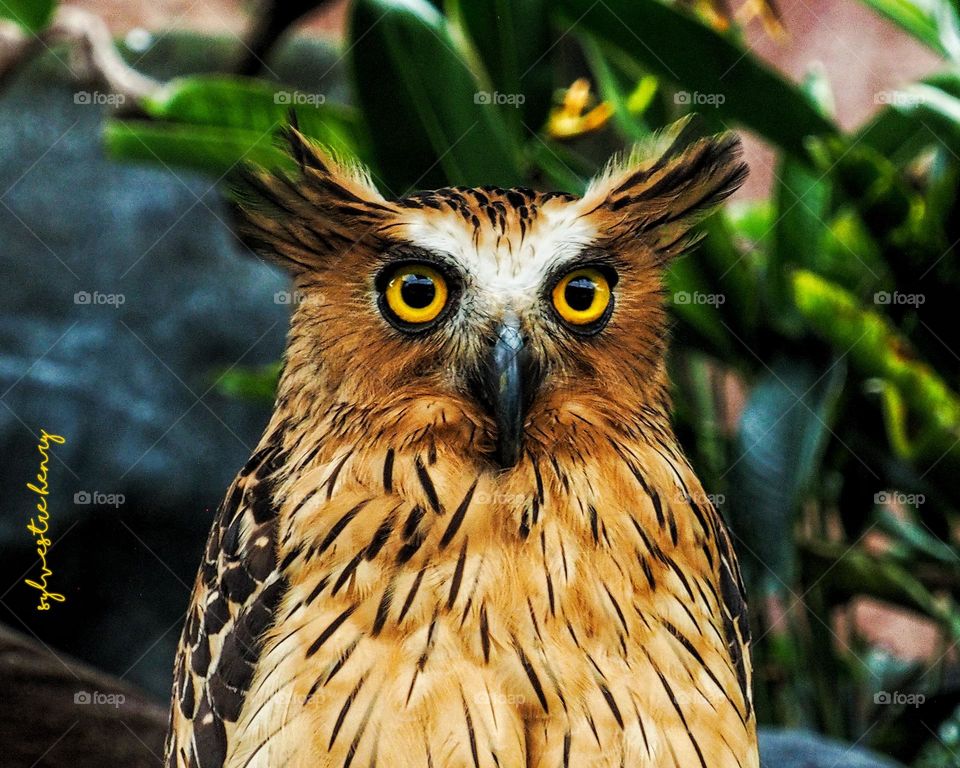 An eagle with sharp eyes describes high self-confidence