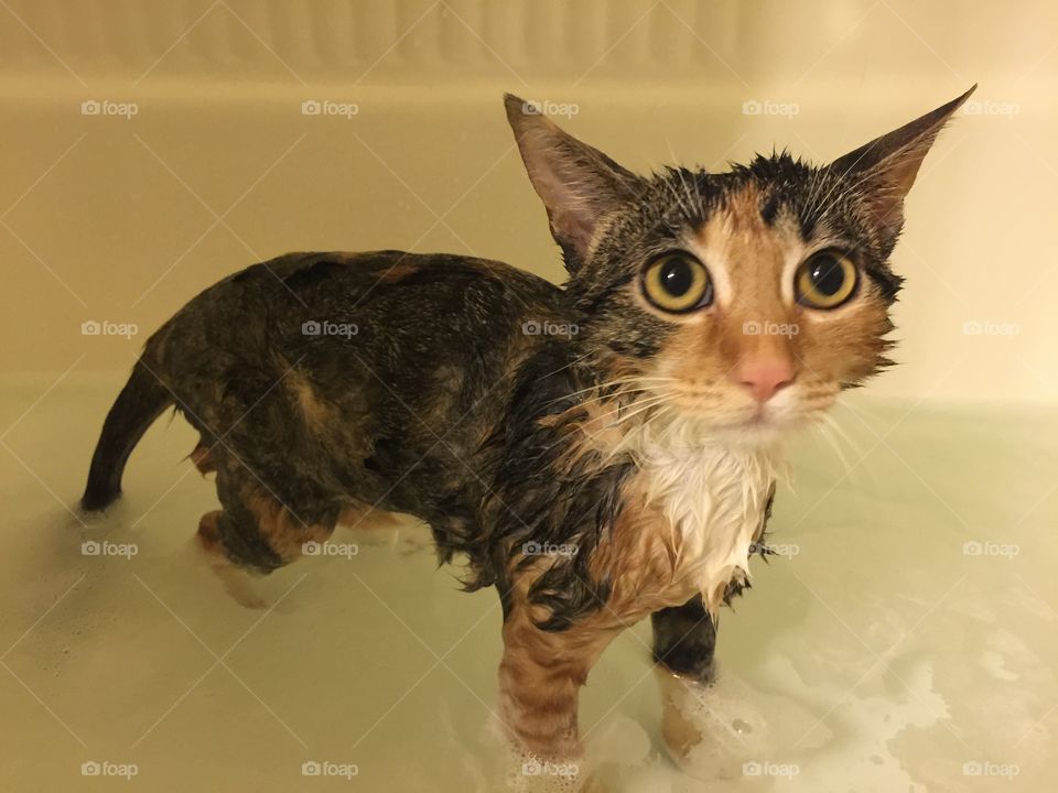 Kitty bath time
