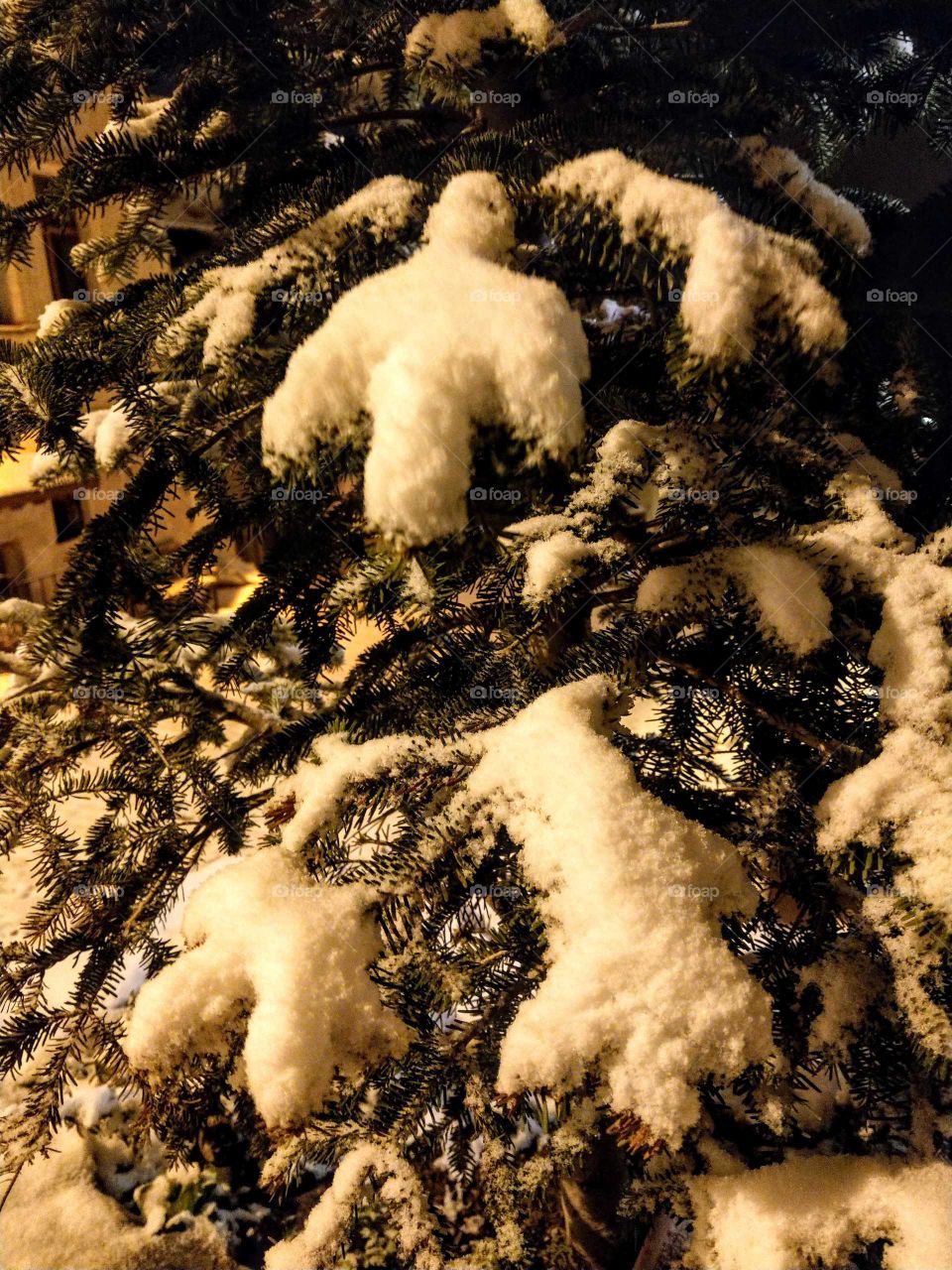 These were little snowman(looked like) on the tree. because it snowed last night, found some snow on the tree at dawn, but a little yellow color for street light. that was an happy matter also interesting.