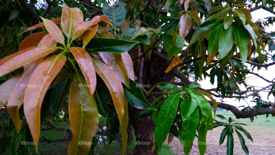 new leaves of mango tree