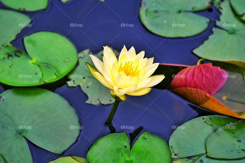 Yellow Flower in the pond 
