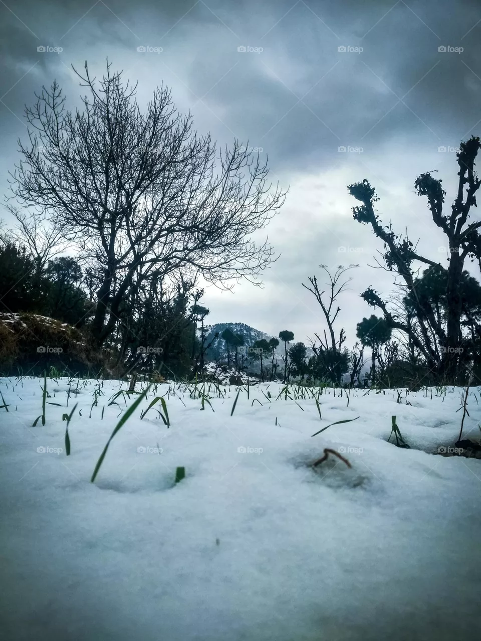 snow in the village.