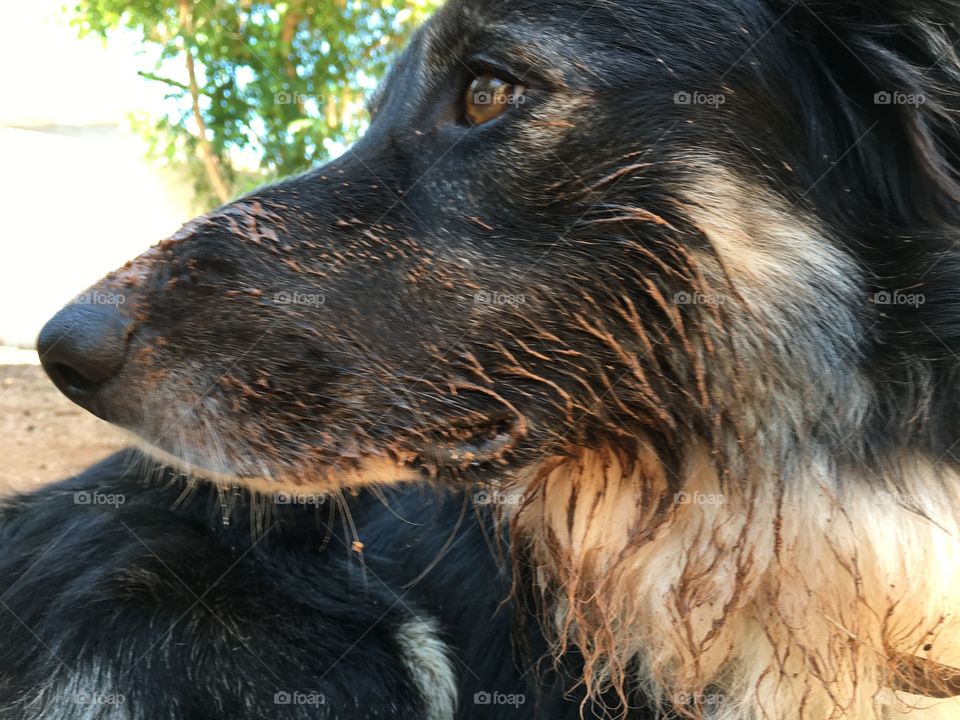 Dirty border collie sheepdog