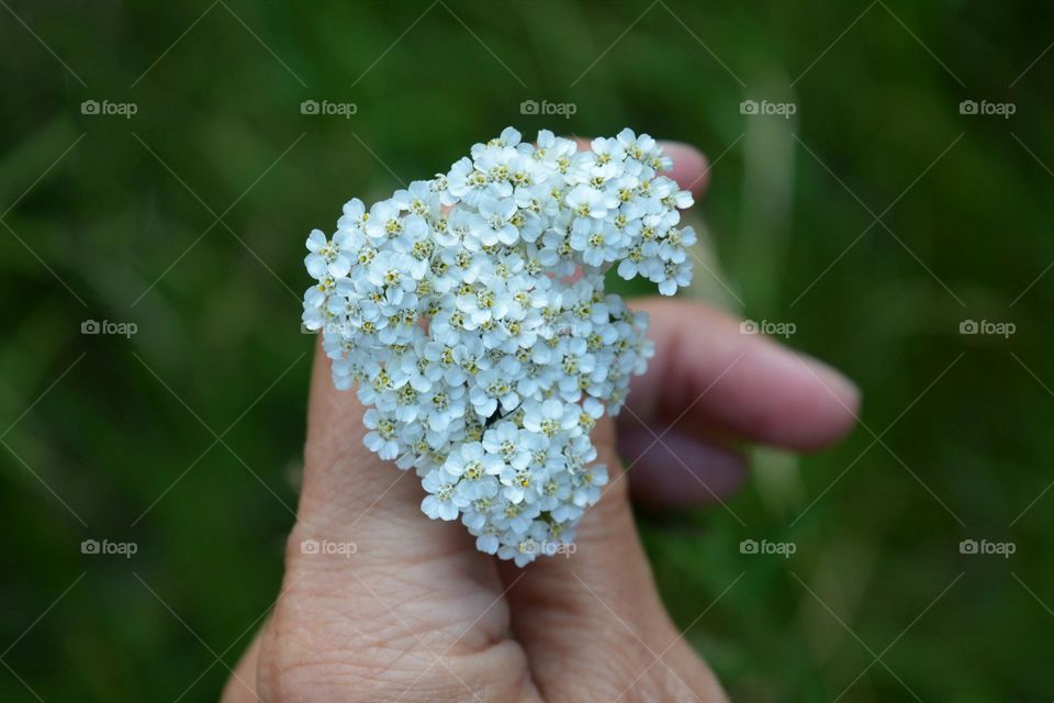 white flowers and female hand, love earth