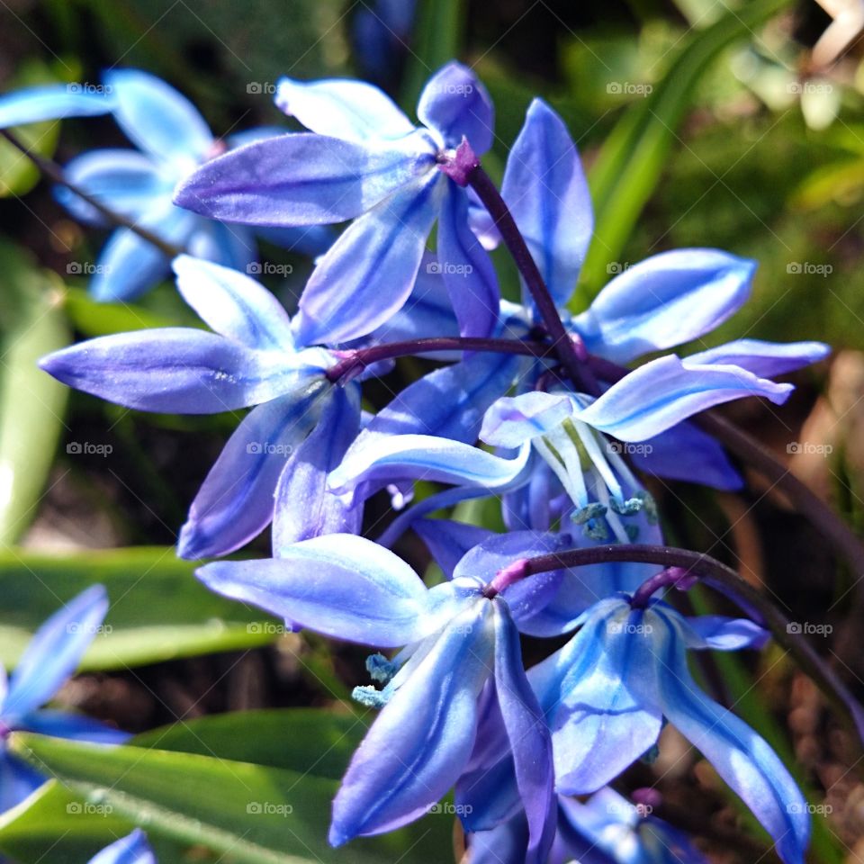 scilla