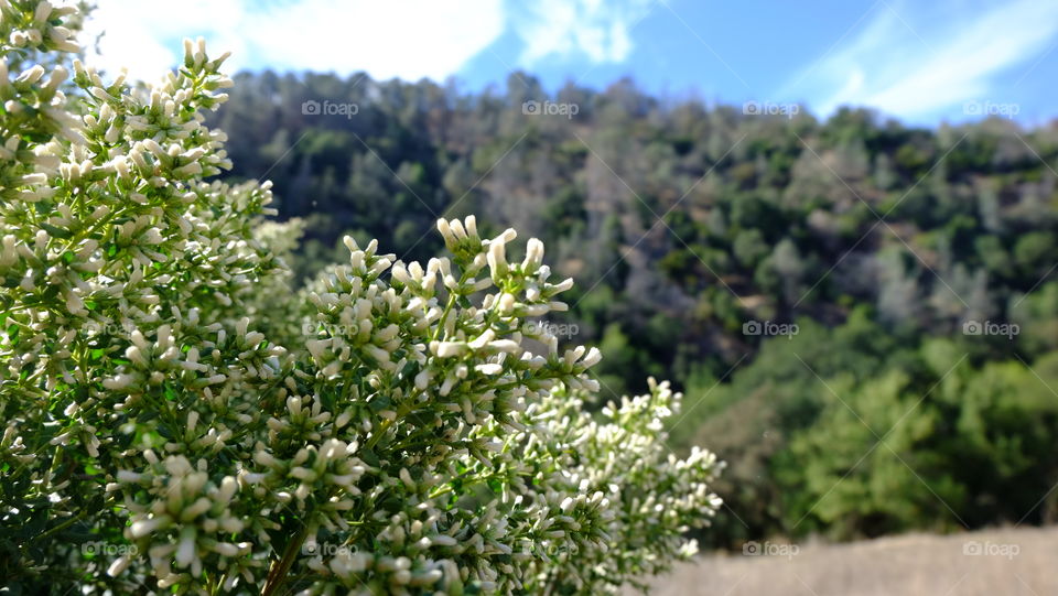 Close-up of tree brach