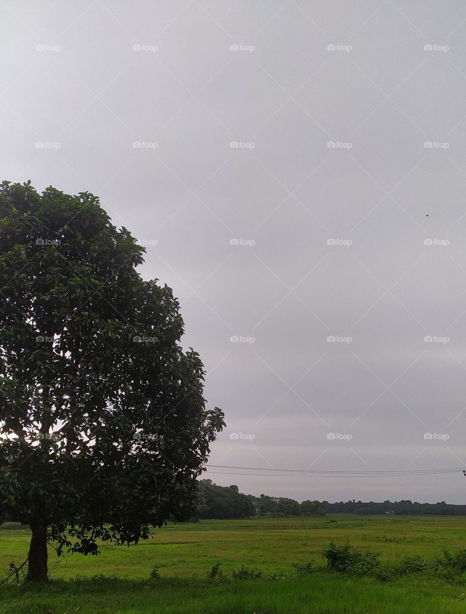 Go to the meadows, go to the garden, go to the woods. Open your eyes - Albert Hofmann