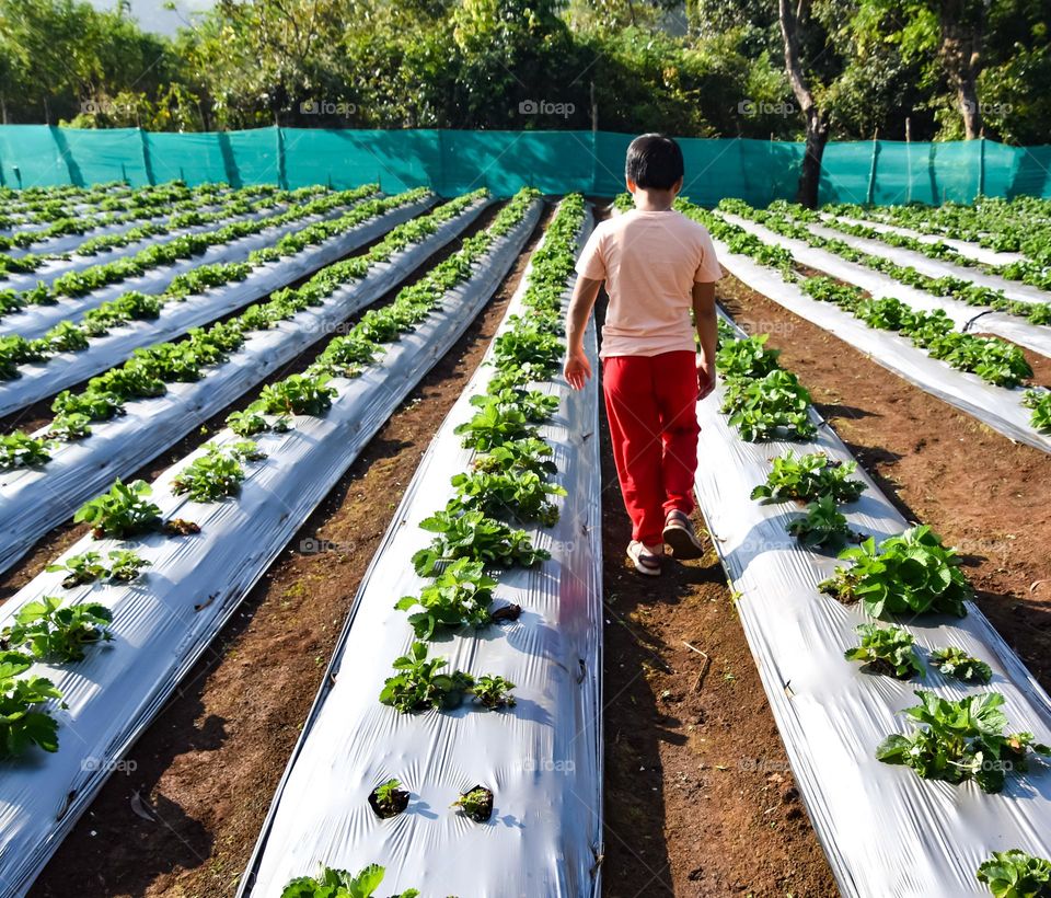 a tour at the strawberry farm