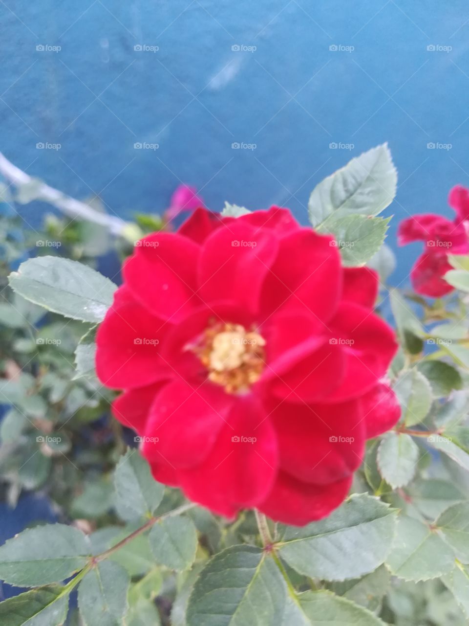 rosa
