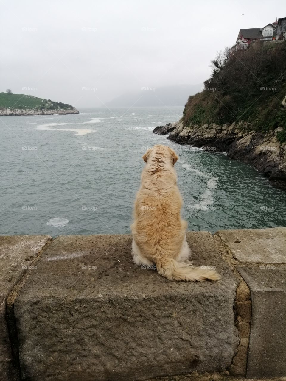 Dog, sea, cliff, lonly, bridge