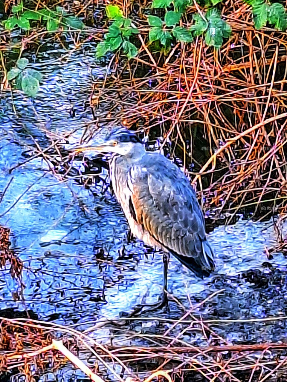 Image of a grey heron standing on an icy riverside with reddish brown dry stalks and green foliage in the background