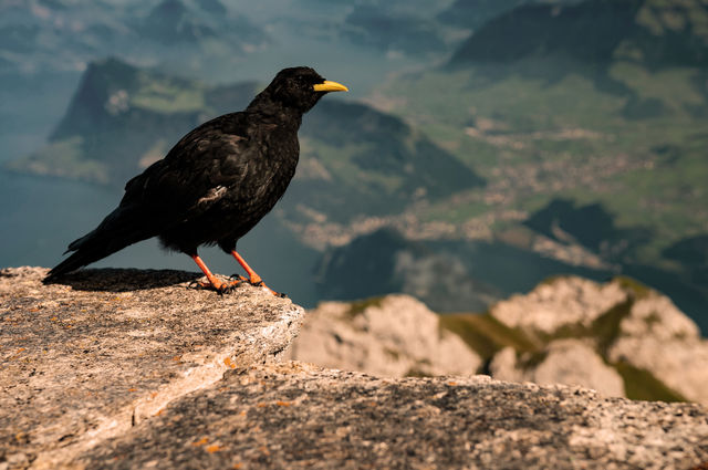 Alpendohle