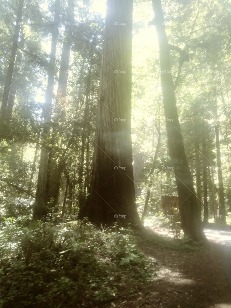 Sunlight through the redwoods