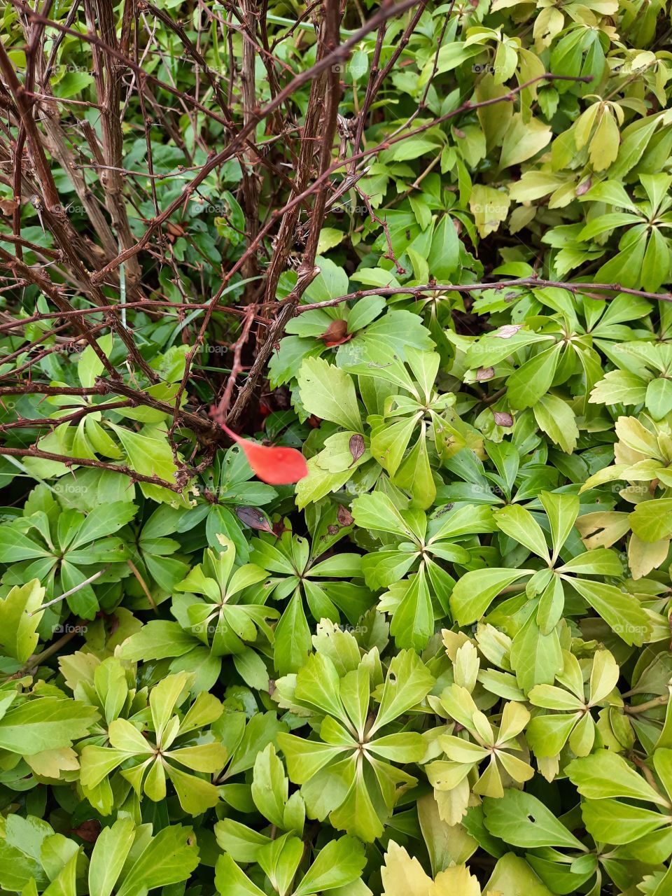 autumn garden - last red leaf of barberry with green Pachysandris terminalis in background