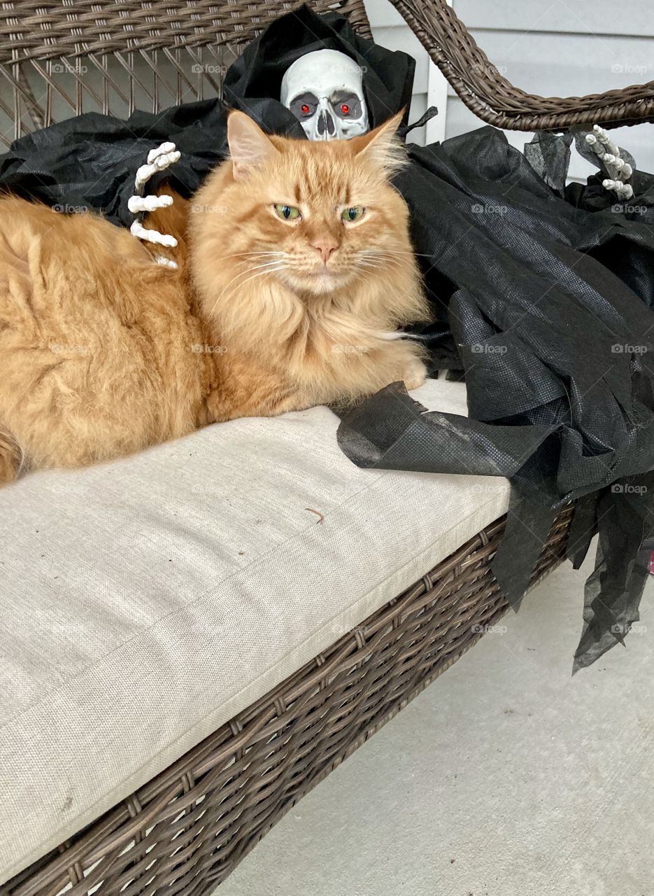 Orange cat on porch for Halloween with skeleton 