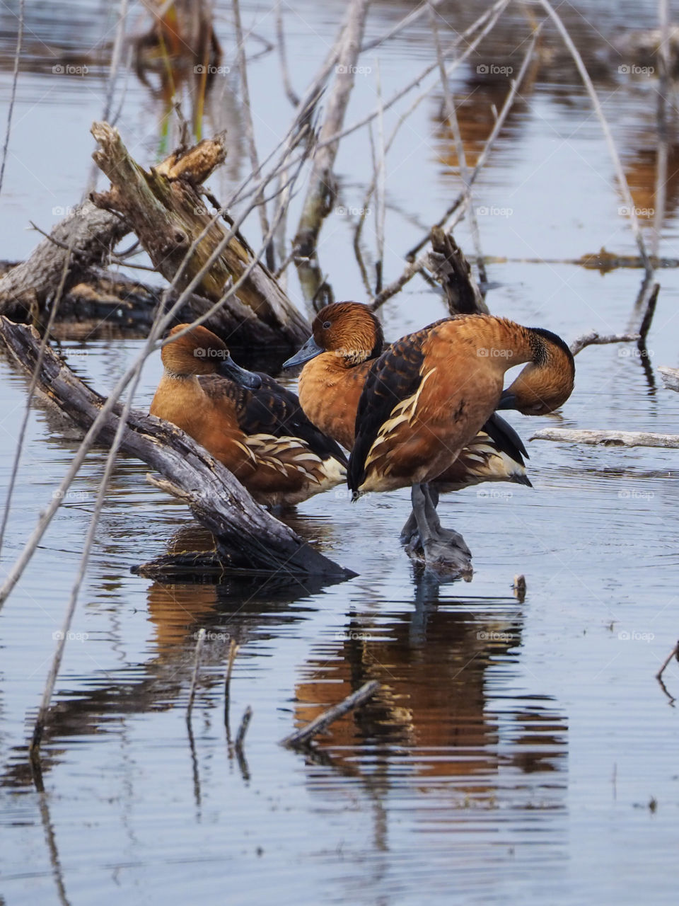 Whistling ducks with reflection