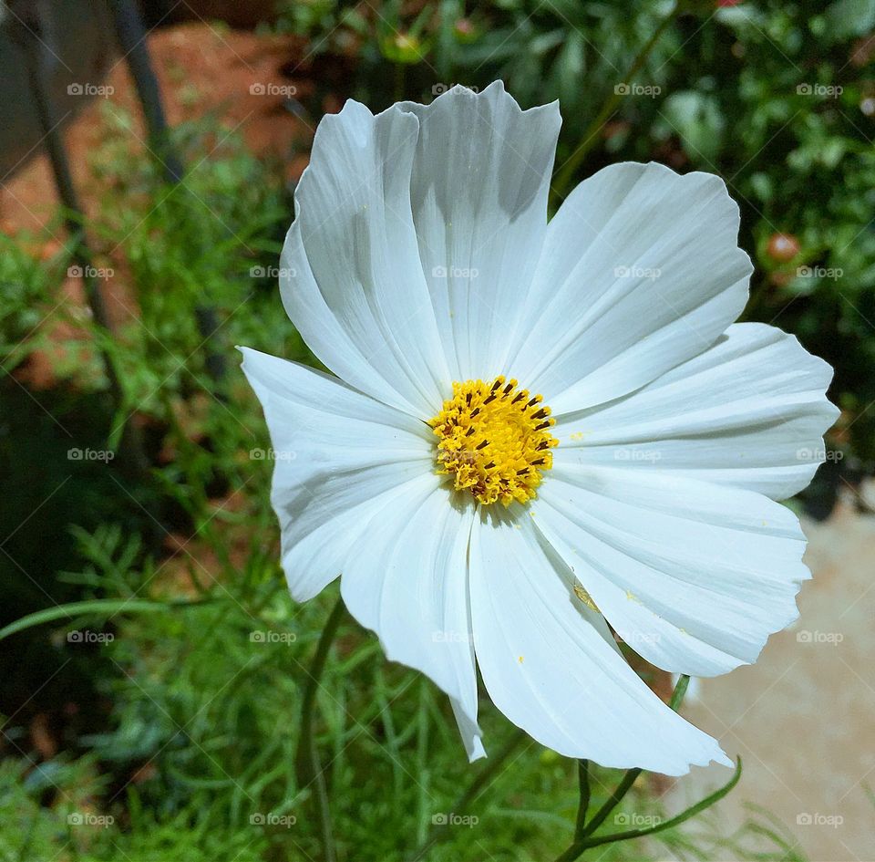 White Cosmos