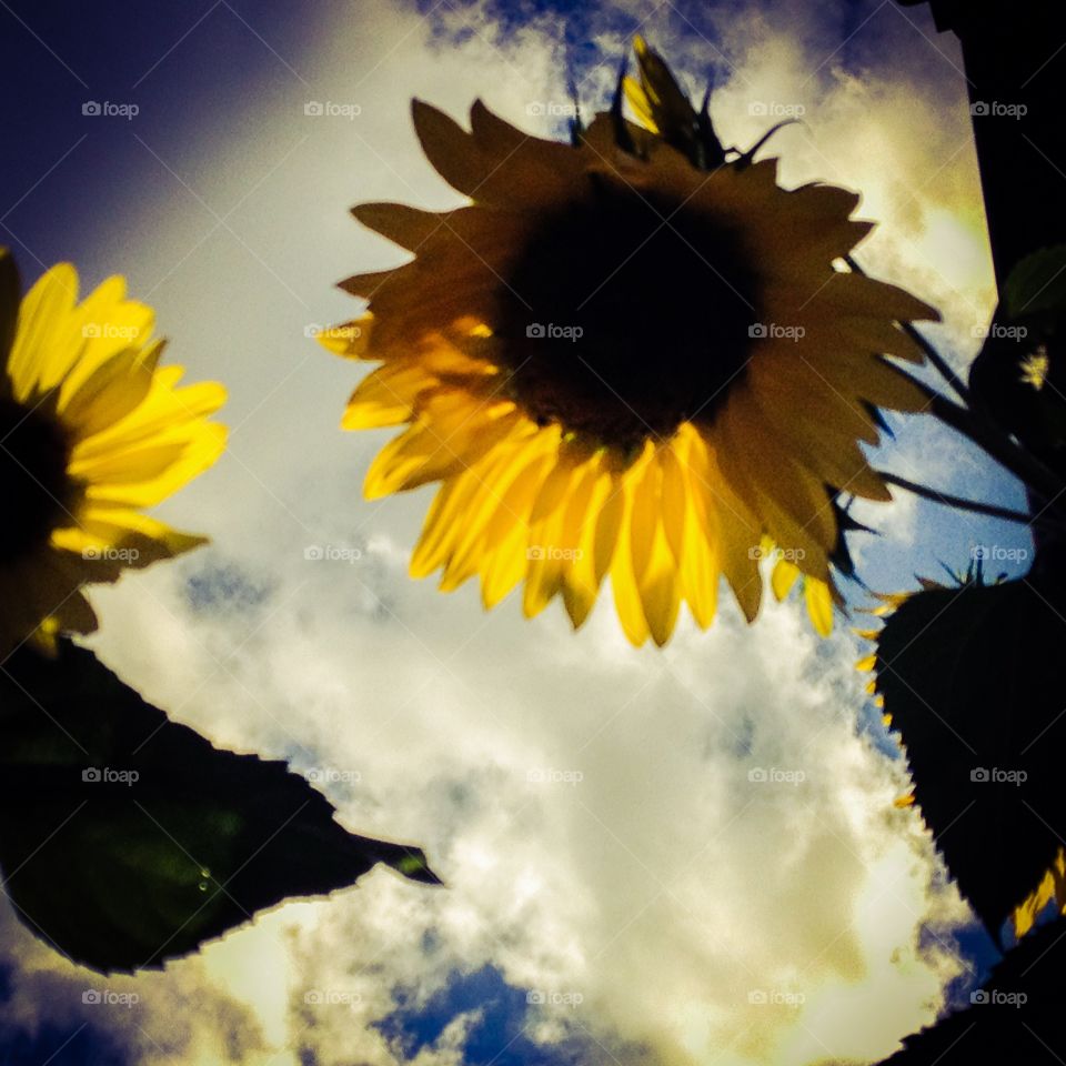 Sunflower sky
