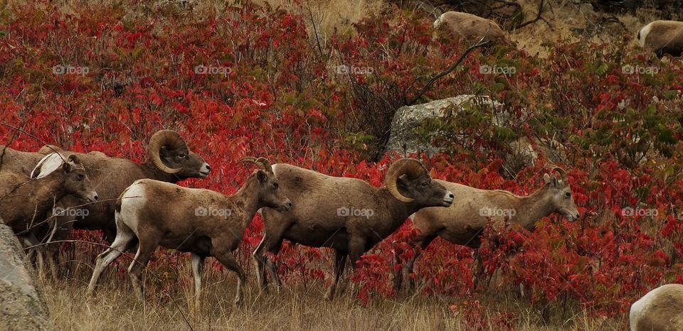 Big horn sheep in Canada 