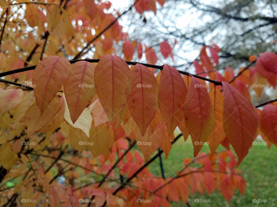 Fall, Leaf, Maple, Season, Tree
