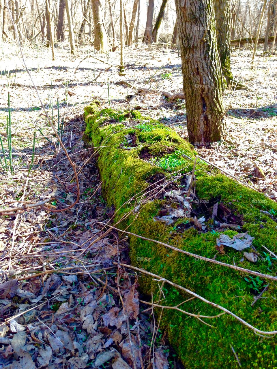 Moss on a log