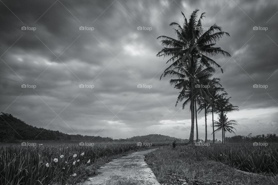coconut tree in morning cloud