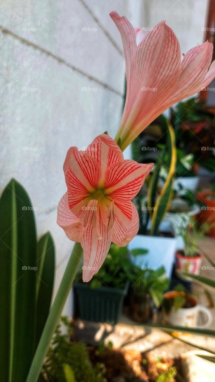 Moning shine On Me .