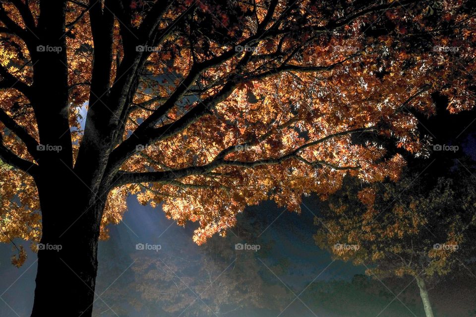 Foap, Light: Natural vs Artificial - Light beams from a streetlamp penetrate through the autumn leaves of a mighty oak tree on a foggy night. 